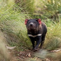 Tasmanian Devil (Sarcophilus harrisii) walking in the wild in mainland Australia 2